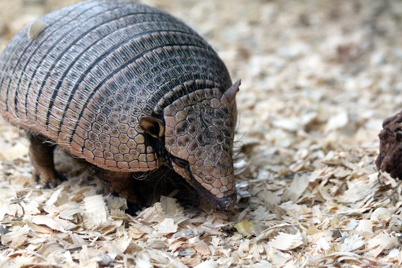 Armadillo on the ground