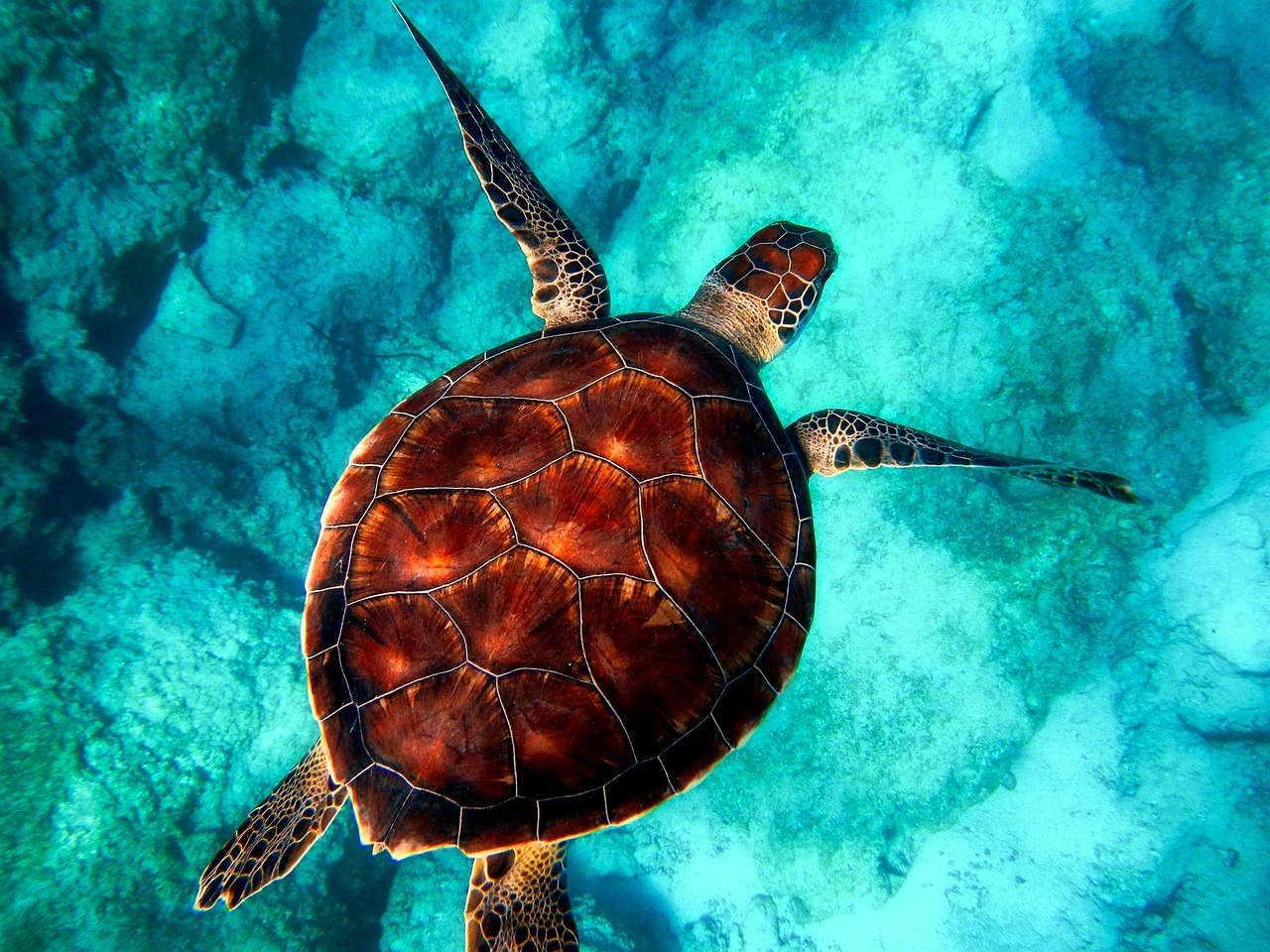 swimming turtle