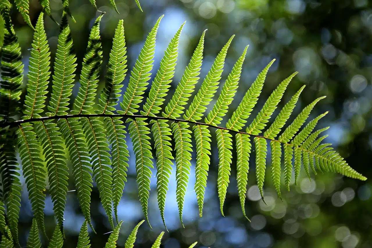 Leaves of a fern