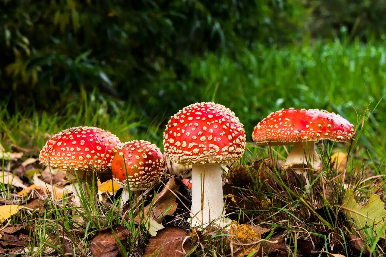 Four mushrooms in the ground