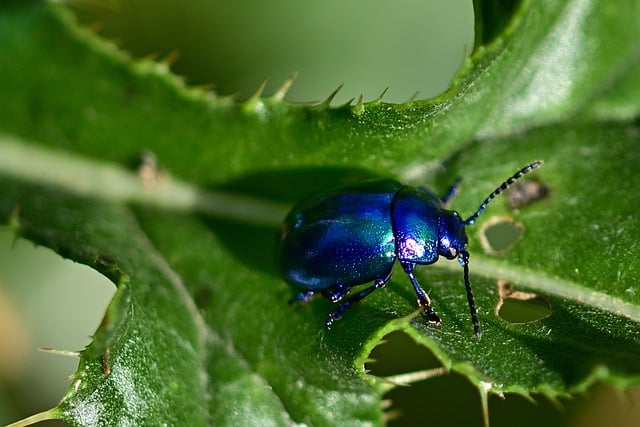 Hemolymph beetle