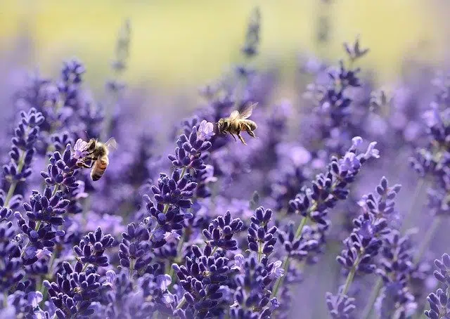 Biological interaction bees flowers