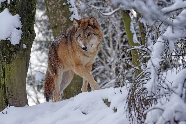 Snow wolf biological interaction