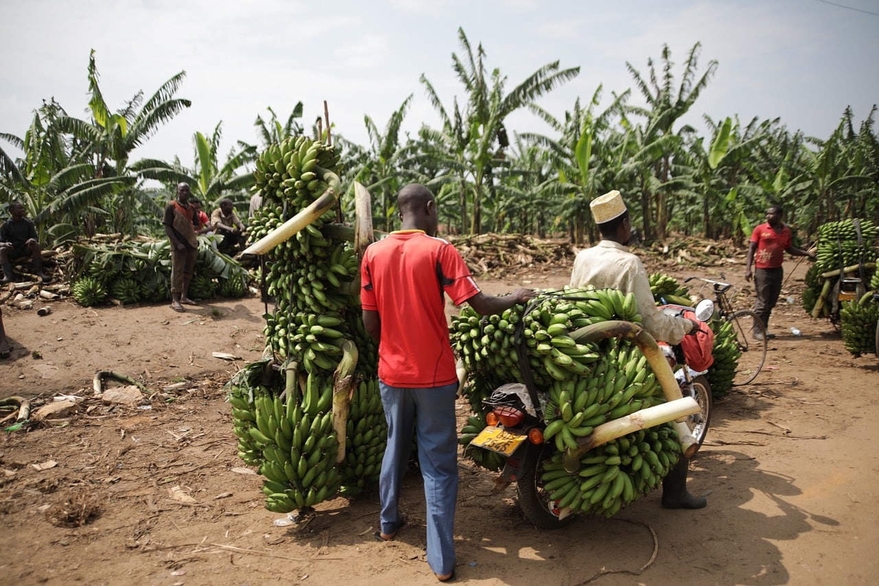 banana pickers