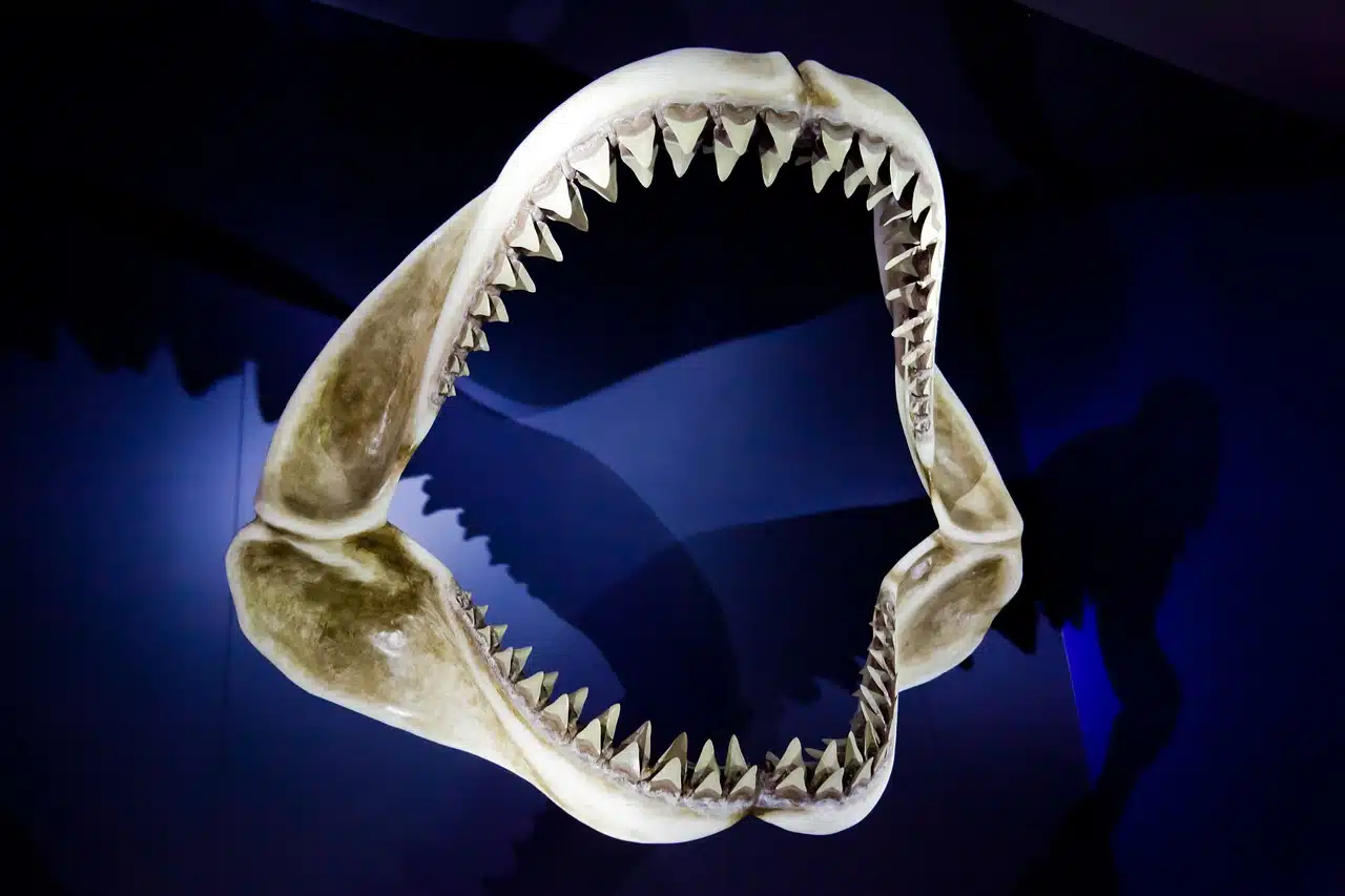 shark jaw