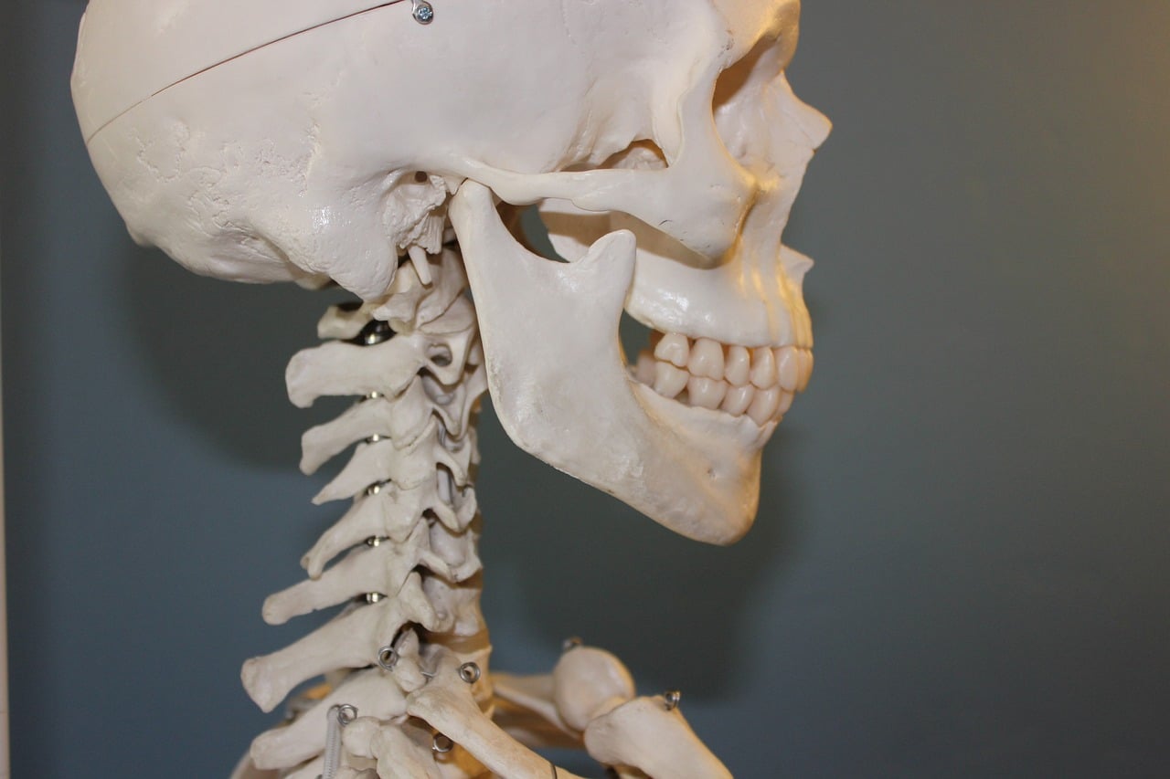 Human skeleton in profile