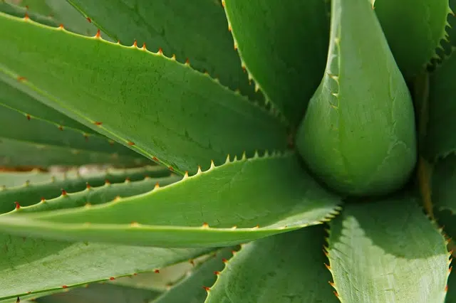 Xerophilous aloe vera