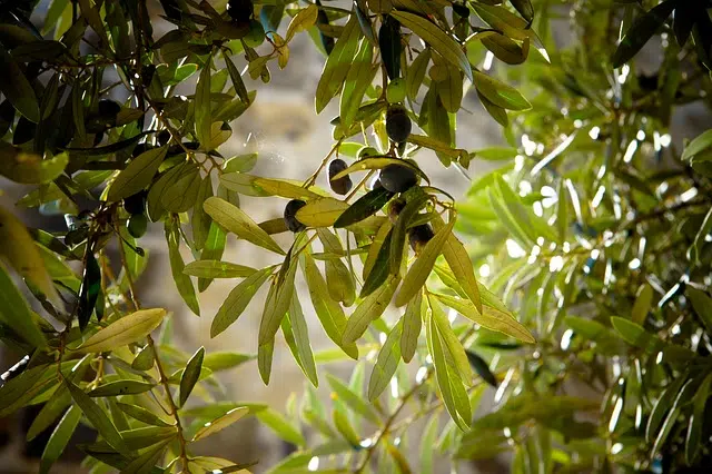 Xerophilous olive tree