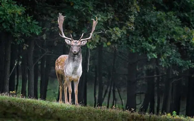 Ad hominem four-legged deer