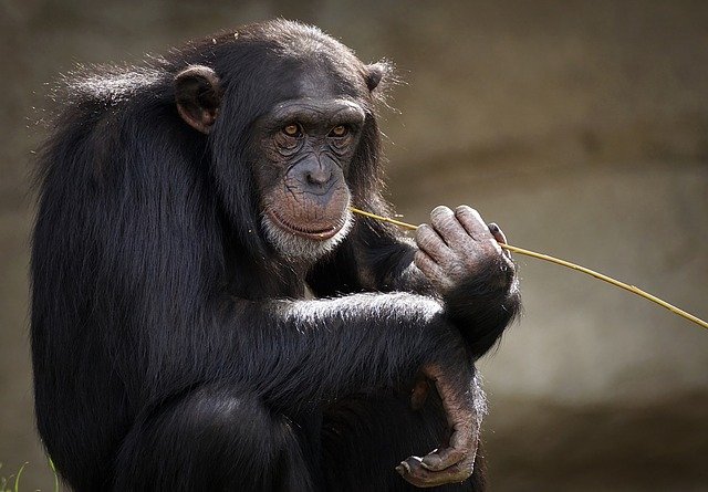 common chimpanzee anthropopithecus