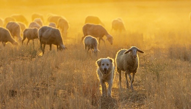 herding dog sheep