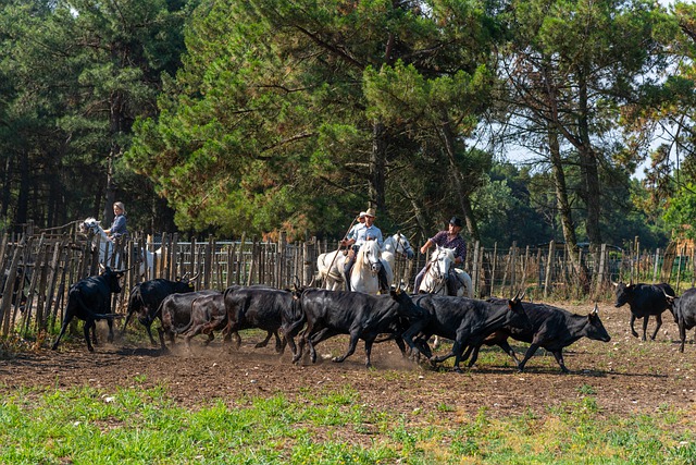 Animal mule driver