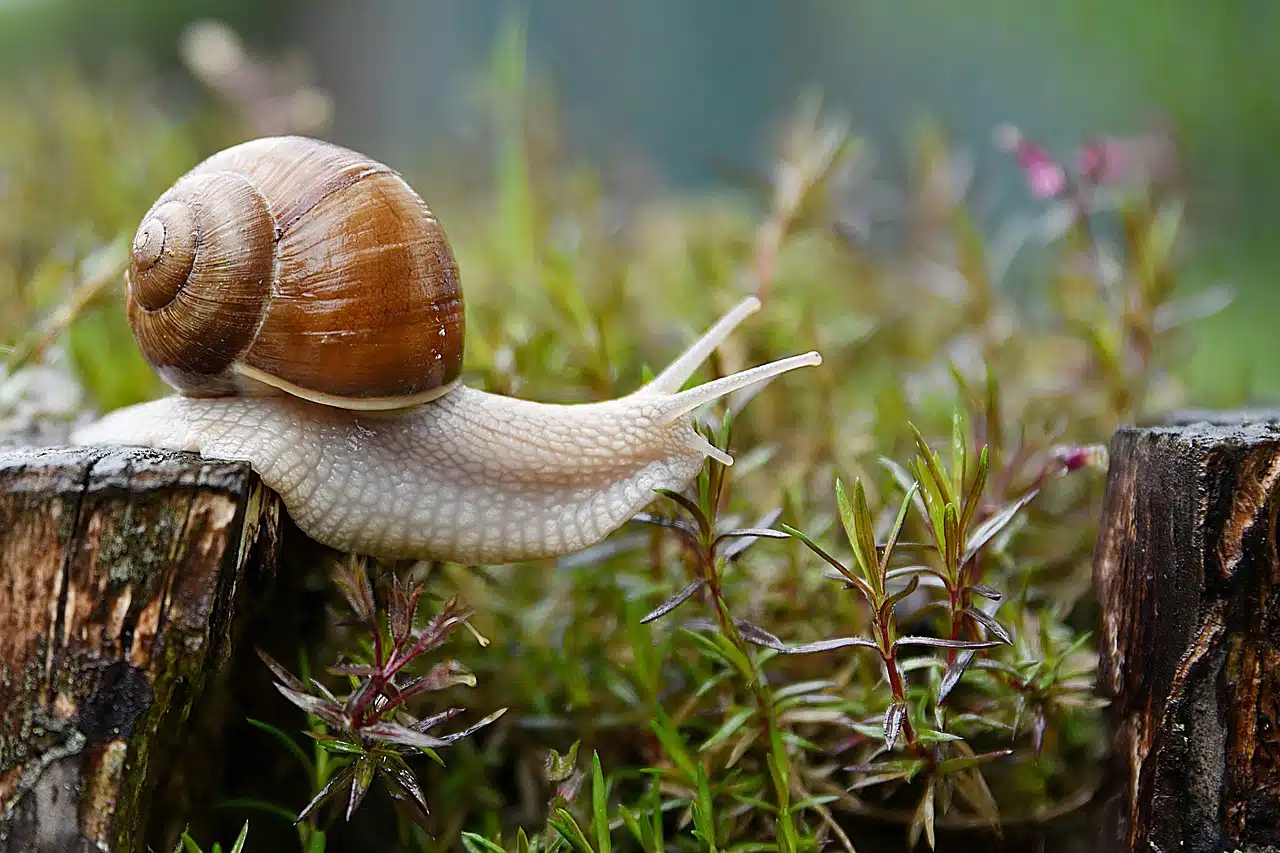 snail in the grass