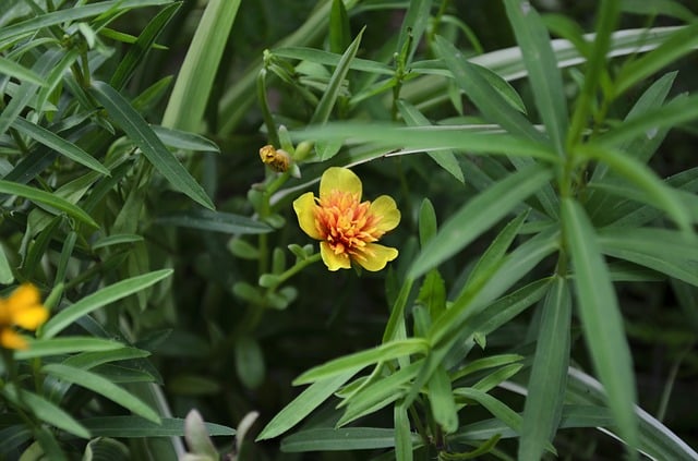 tarragon plant