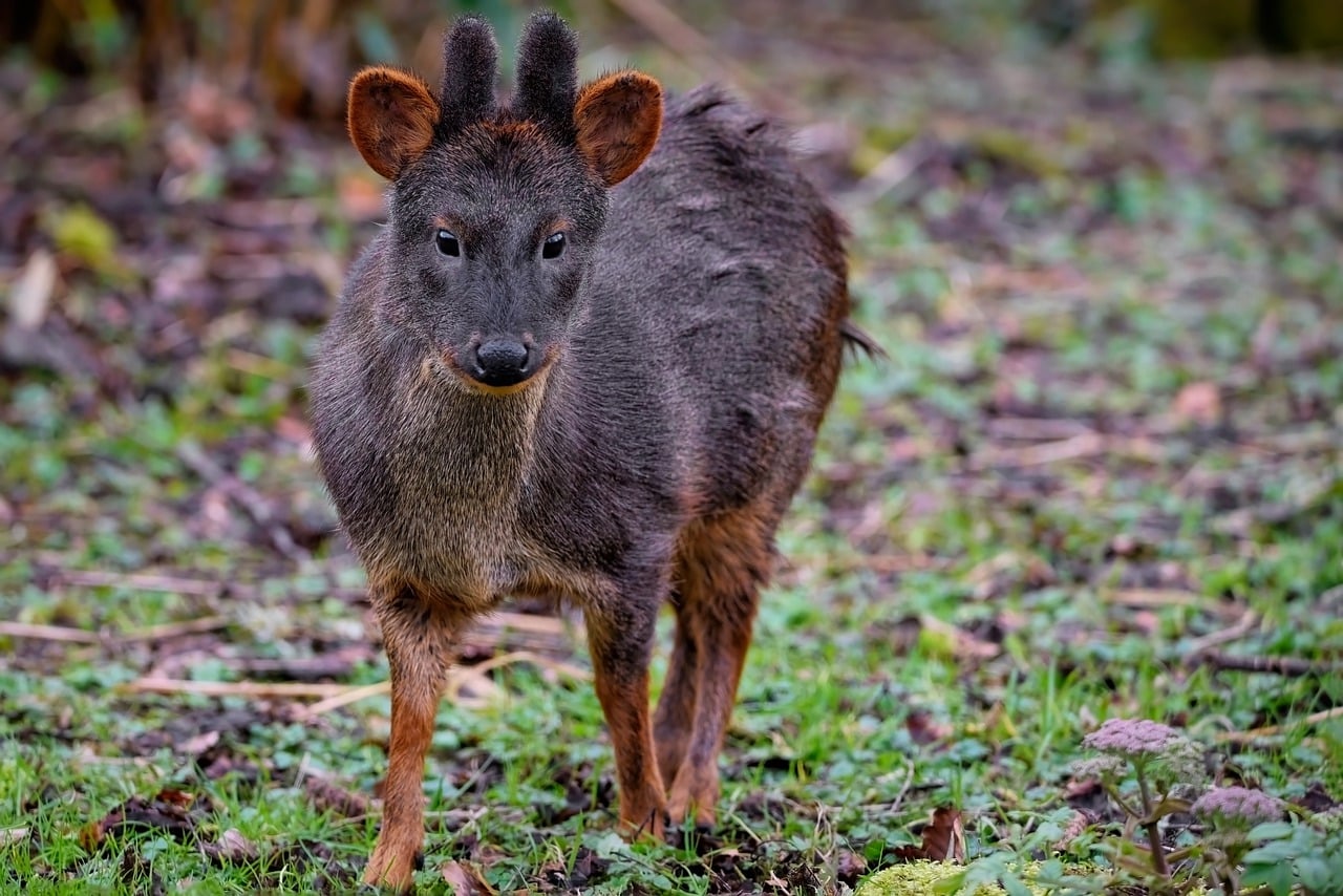 pudu deer