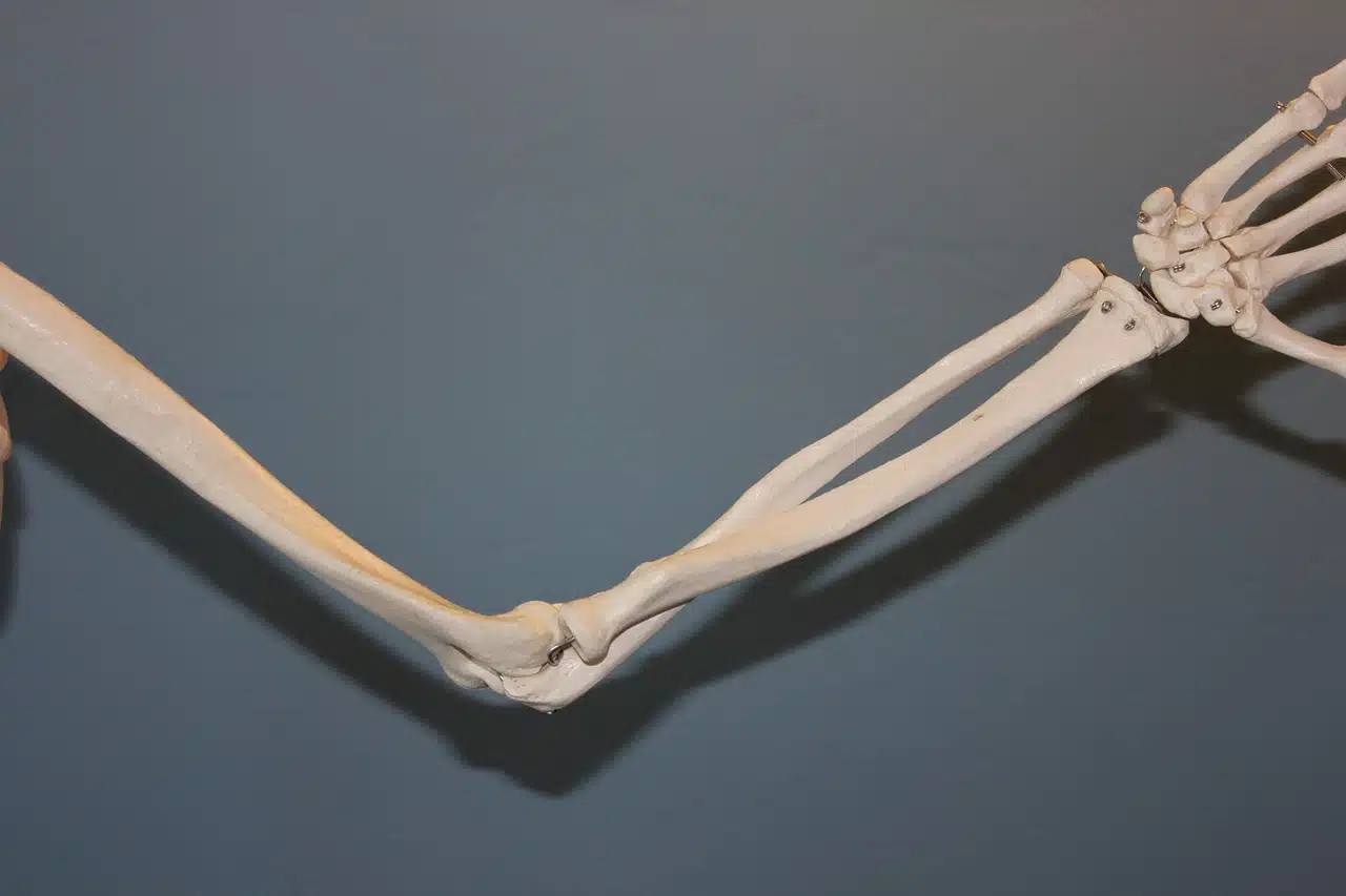 human skeleton arm