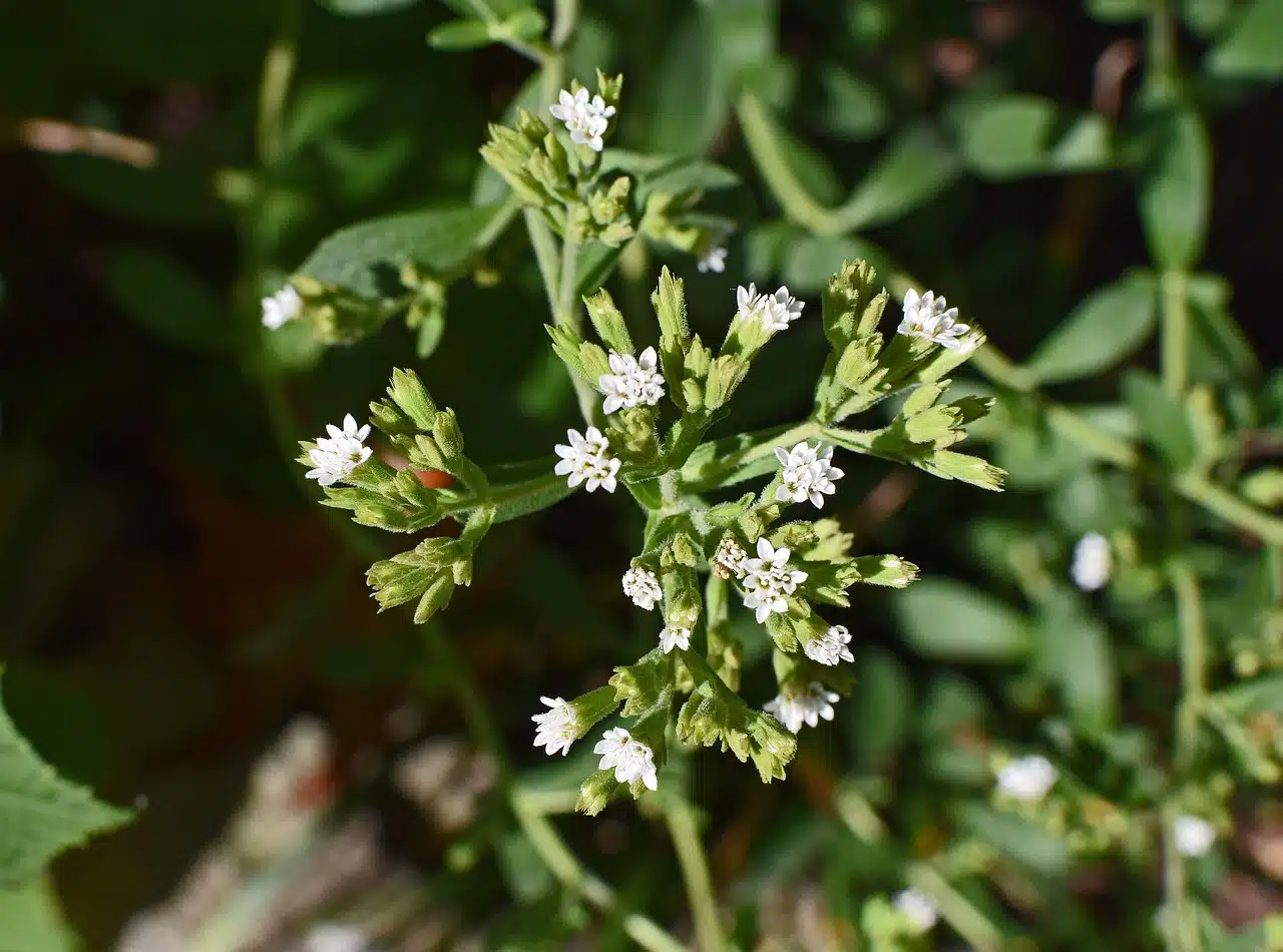 Stevia flowers and buds