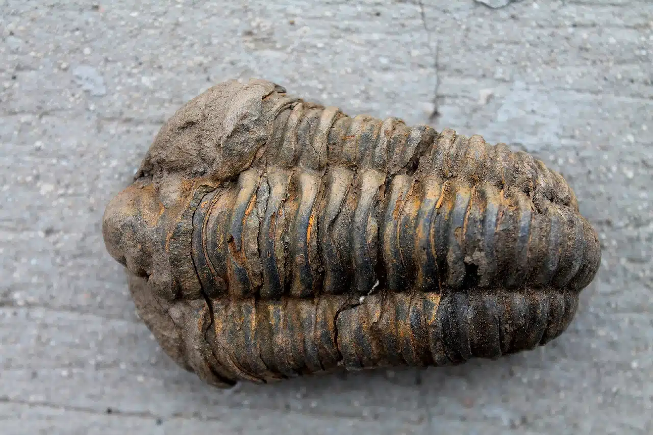 trilobite fossil