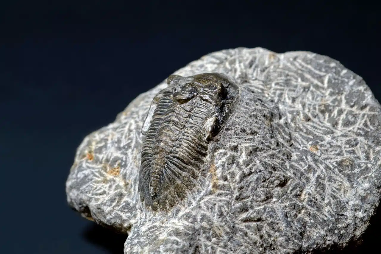 fossilized trilobite