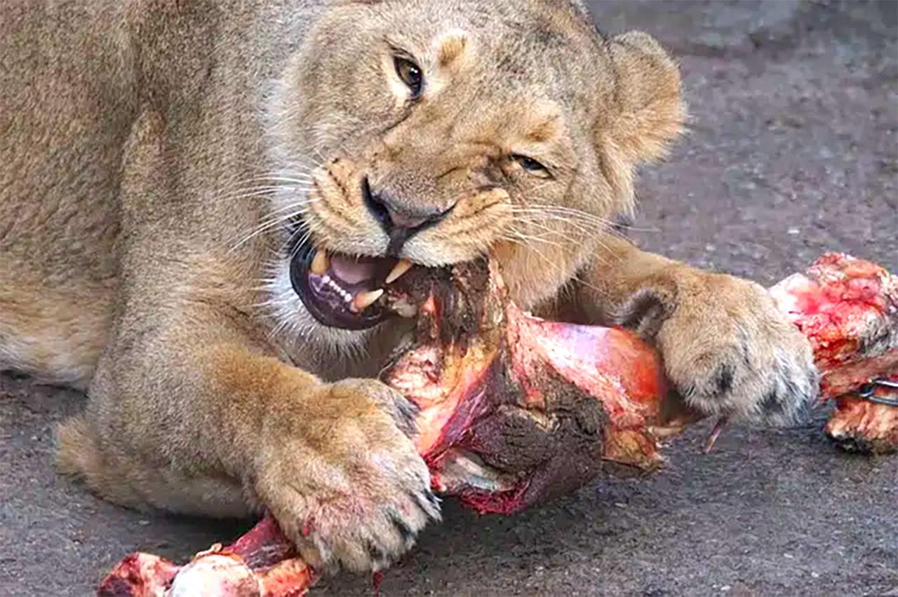 lion eating