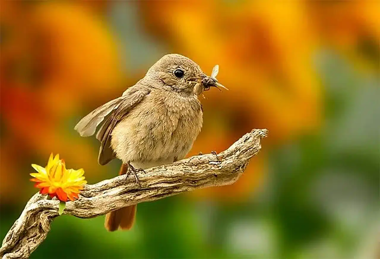 Bird eating an insect