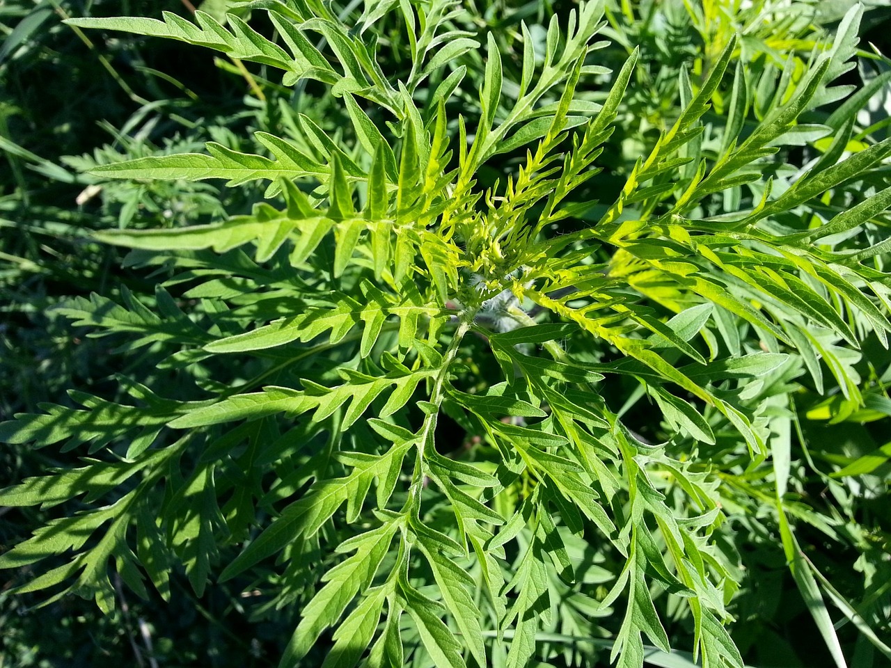 common ragweed