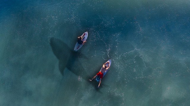 Shark appears on the coast