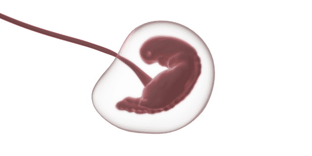 embryo blastocyst