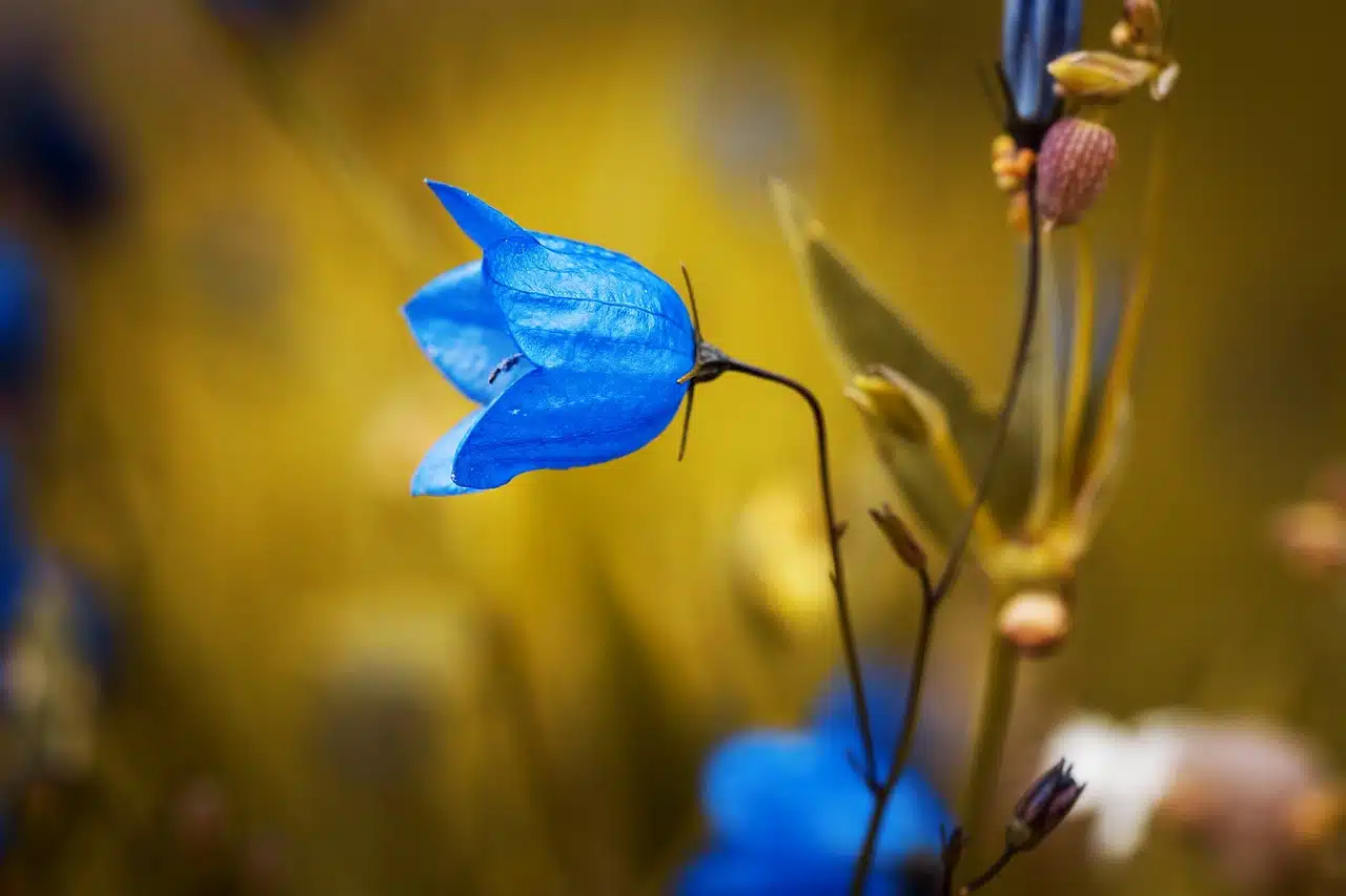 Campanula with blue flower