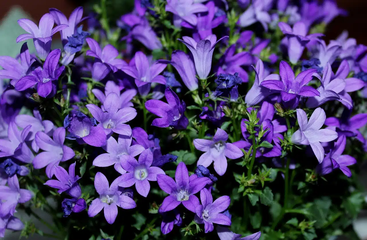 Violet Campanulas