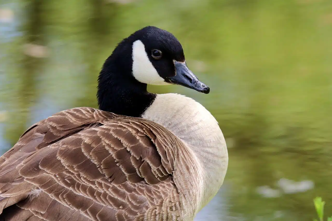 Canada Goose