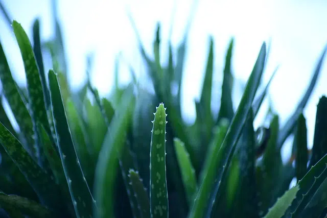 aloe vera seedling