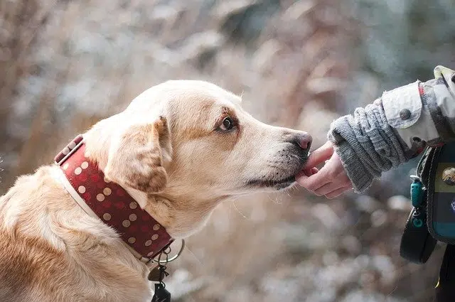 meekness labrador dog