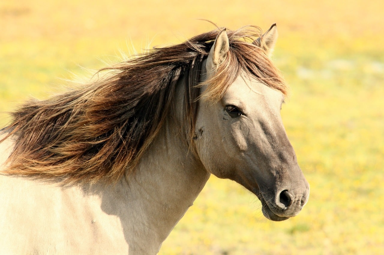 horse in the field