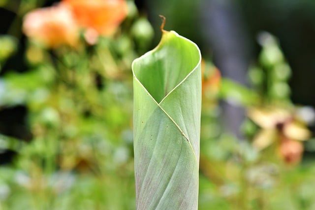 crespo leaf plant