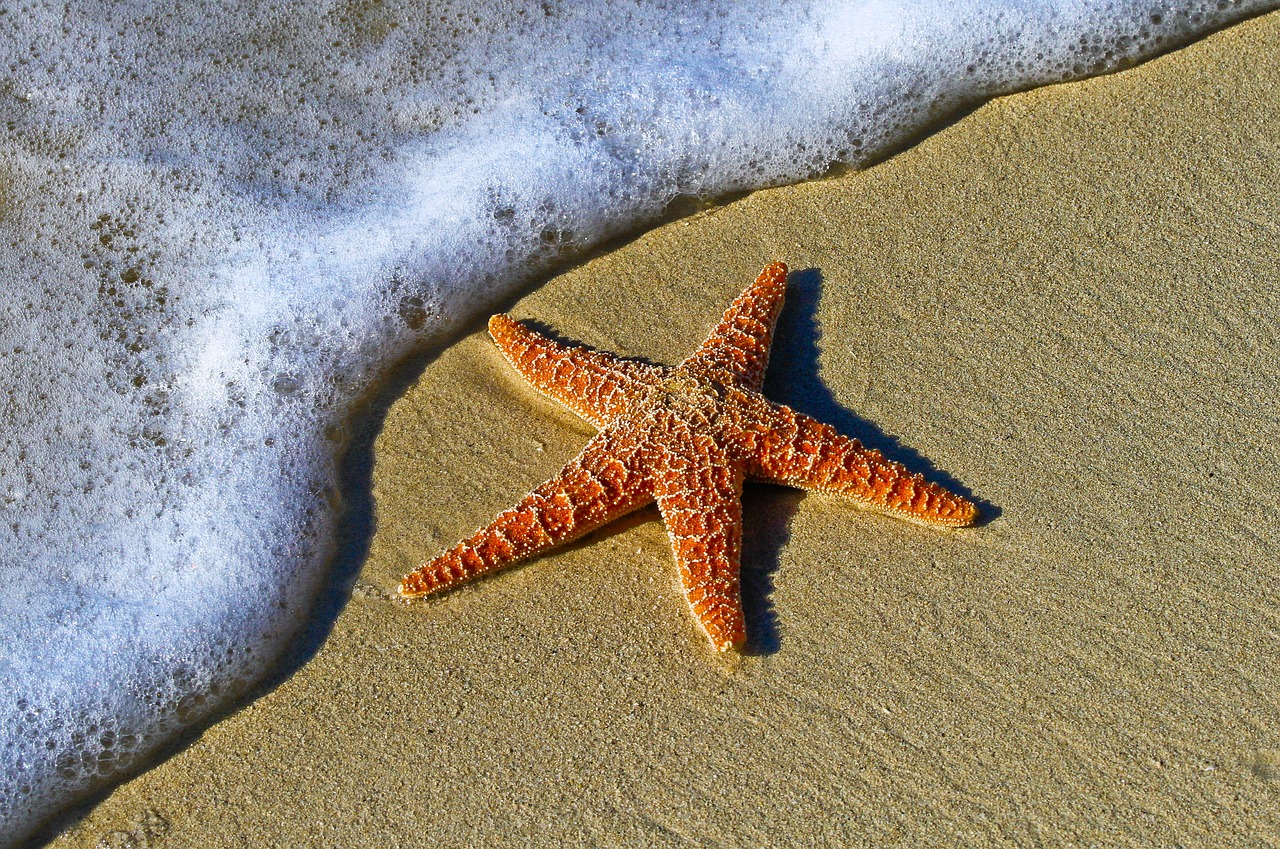 Starfish on the shore