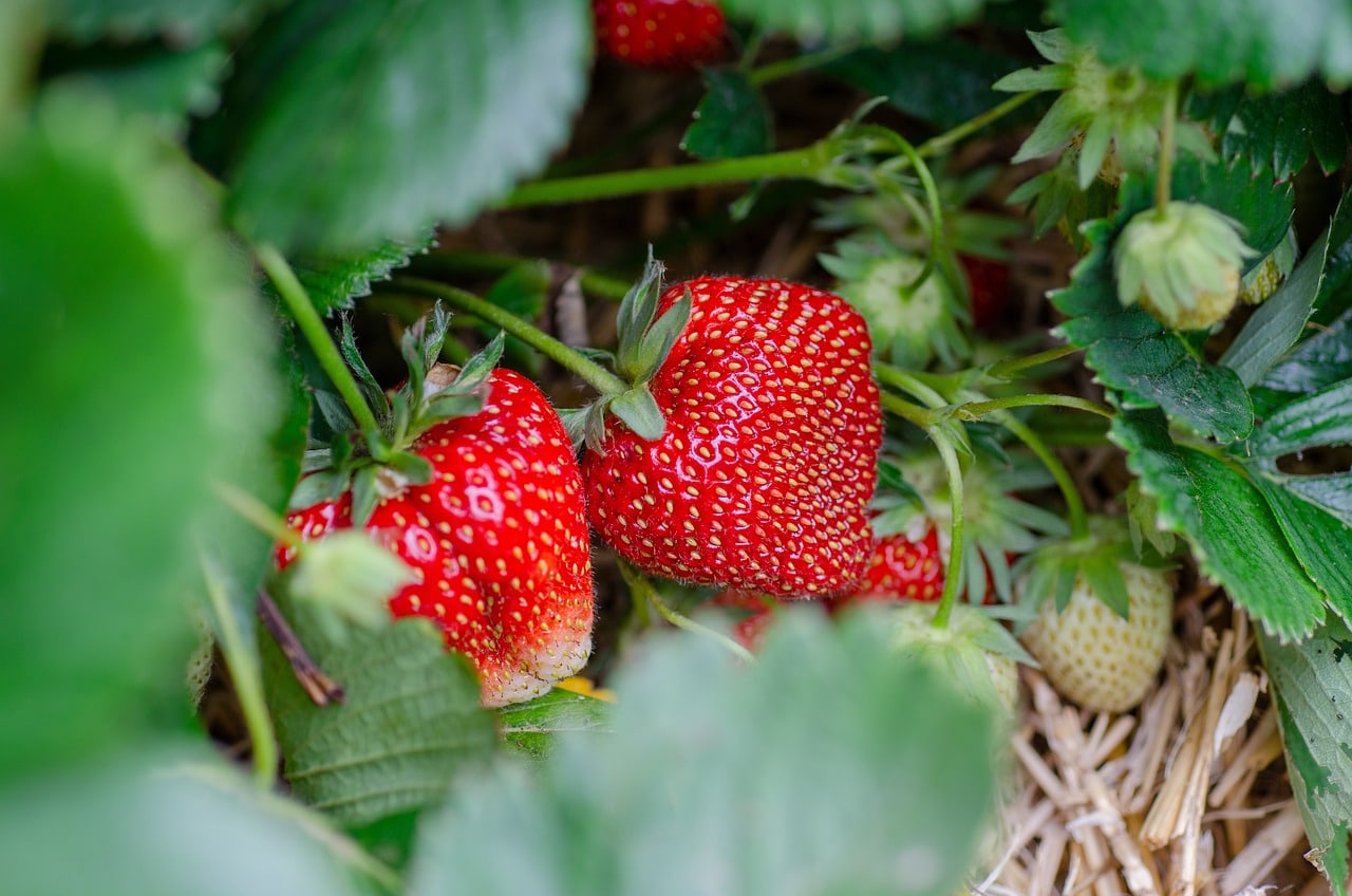 strawberry plant