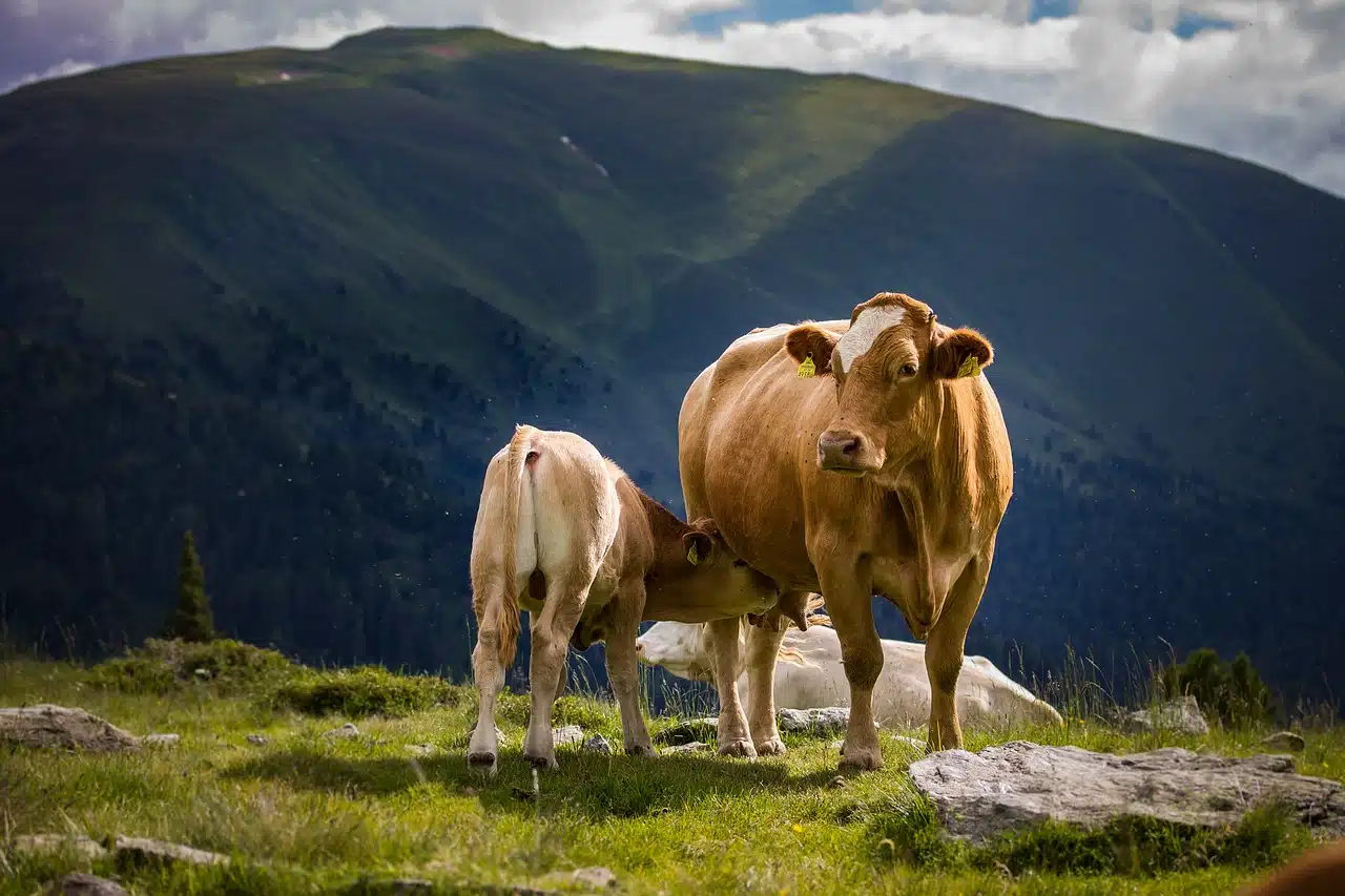 Cow nursing her calf