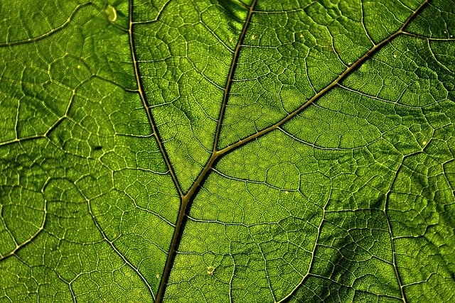 leaf mesophyll