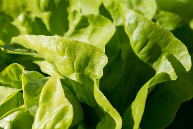 mesophyllum lettuce