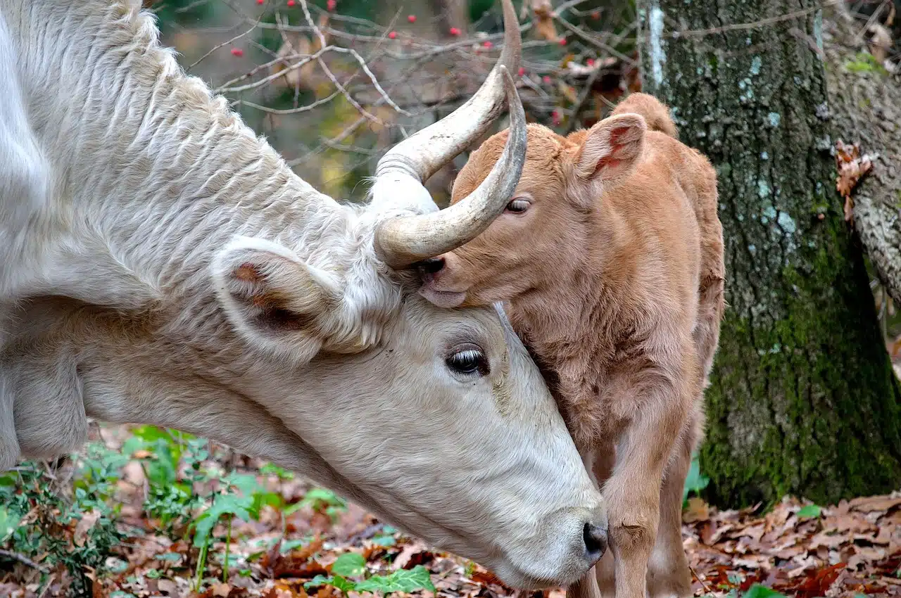 Cow pampering her calf