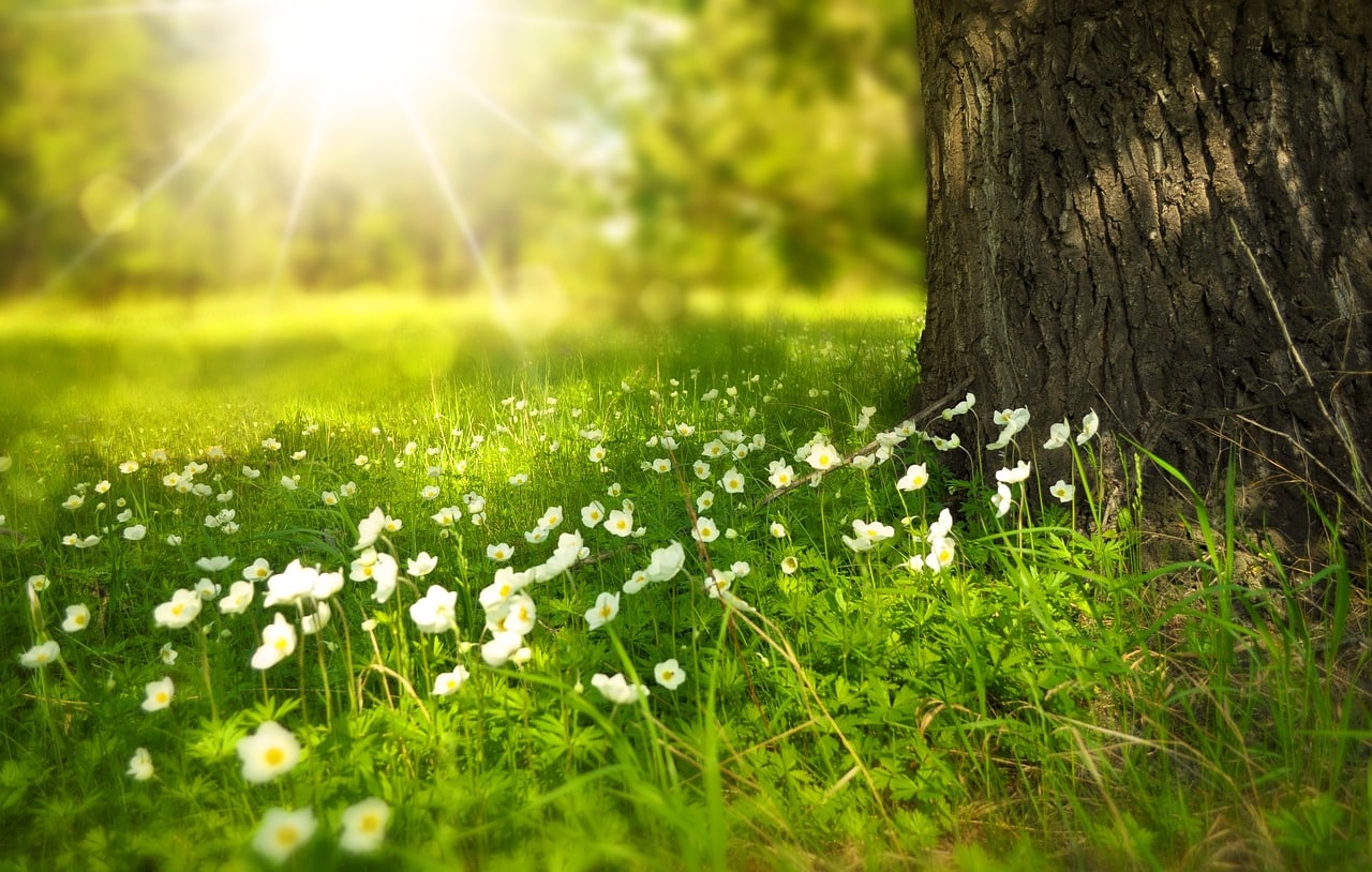 Green meadow and tree in the foreground