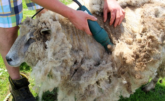 shearing sheep