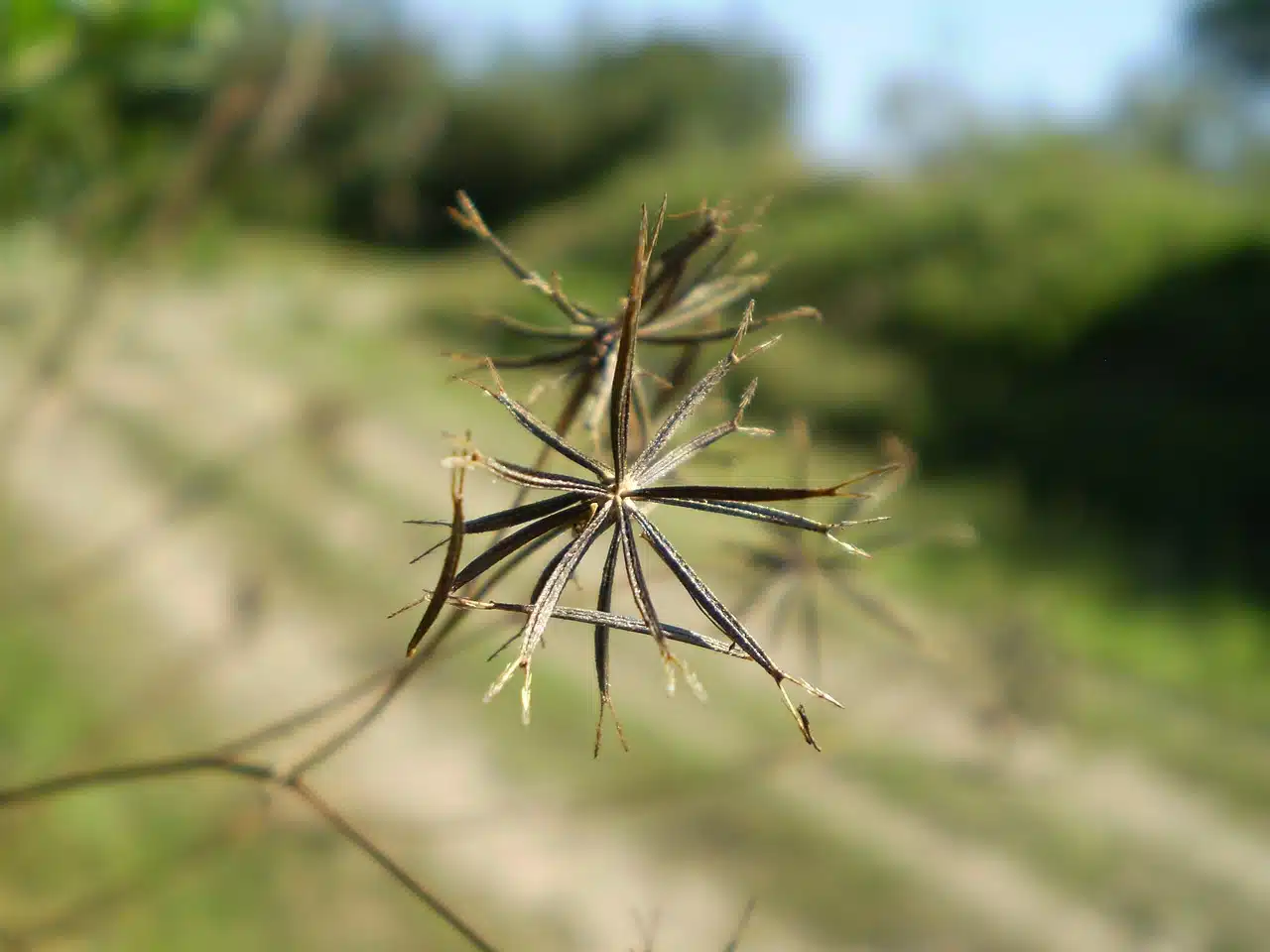 Thorns of the common thistle