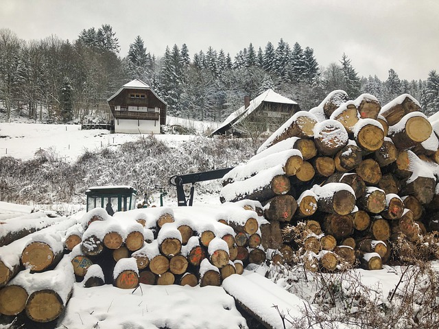 Sawmill logs stacked in the snow