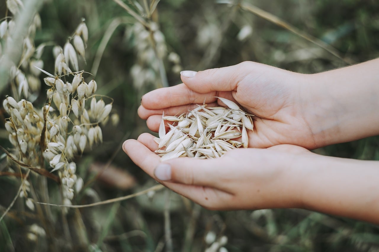 Person with oat grains in his hands