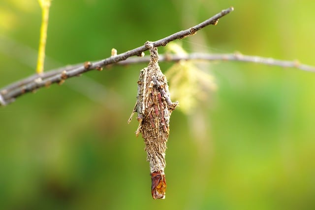 Bug basket