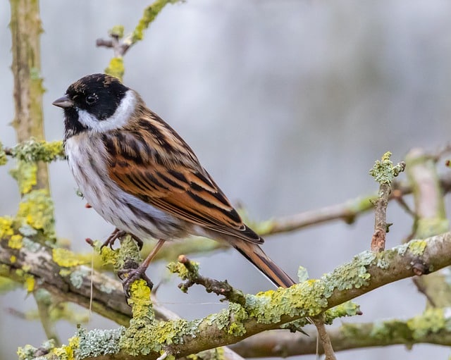 bird bunting