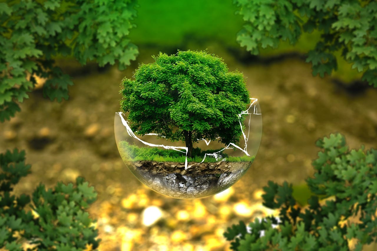 Miniature tree in glass bowl