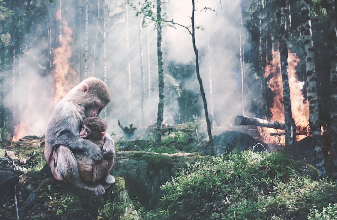 Mother and baby apes protecting themselves from forest fire